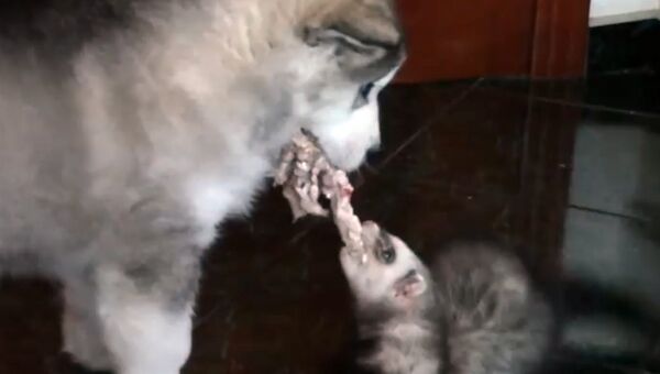 Голодный хорек атакует маламута