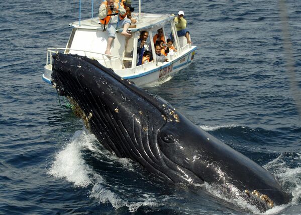 Туристы наблюдают за горбатым китом у берегов Пуэрто-Лопес в Эквдоре