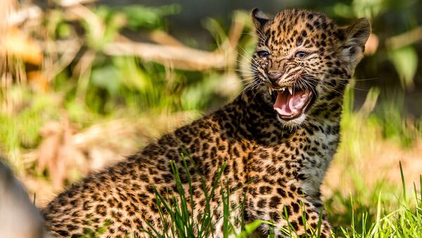 Детеныш леопарда, архивное фото