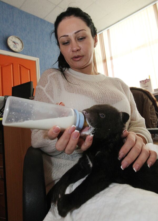 Сотрудница Владивостокского цирка кормит из бутылочки новорожденного гималайского медвежонка