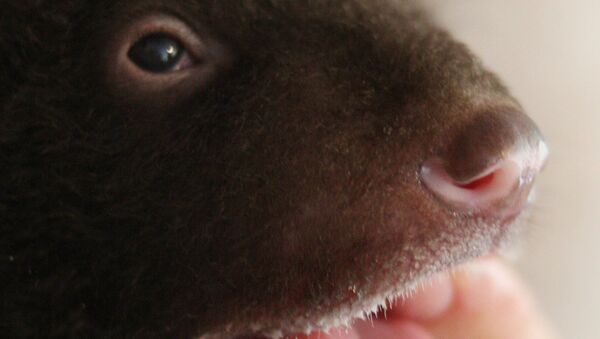 Новорожденный гималайский медвежонок.