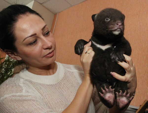 Новорожденный гималайский медвежонок, обнаруженный в картонной коробке у входа в здание Владивостокского цирка