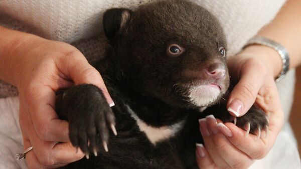 Новорожденный гималайский медвежонок, обнаруженный в картонной коробке у входа в здание Владивостокского цирка