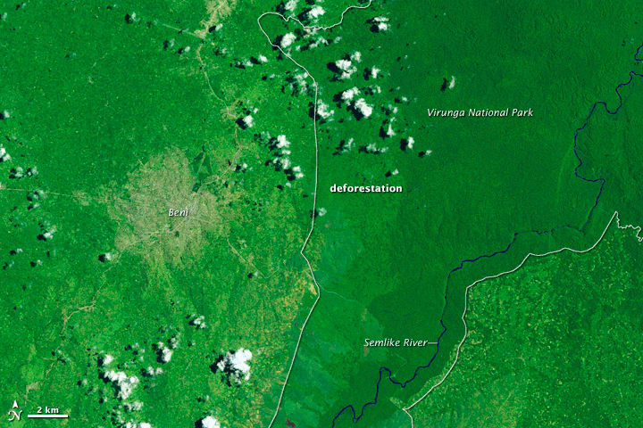 Фотография лесного массива в Конго сегодня со следами свежих вырубок
