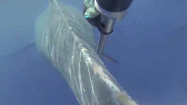 Как спасли кита весом в 45 тонн