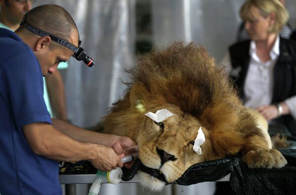 Бывший цирковой лев Король лежит под наркозом во время оказания ему стоматологической помощи
