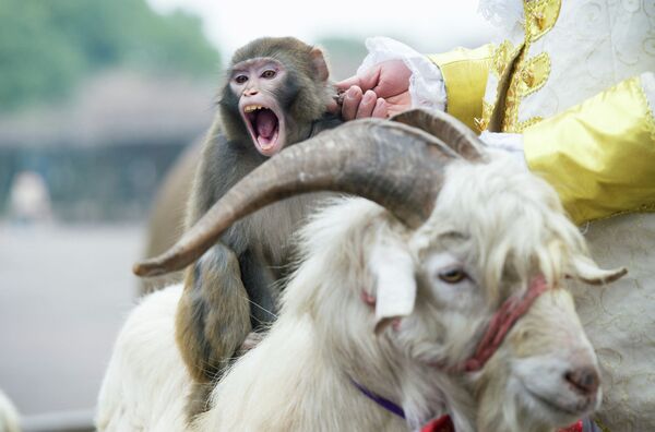 Обезьяна верхом на козе во время шоу в Парке диких животных в Шанхае