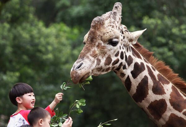 Дети кормят жирафа в зоопарке Гуанчжоу, Китай
