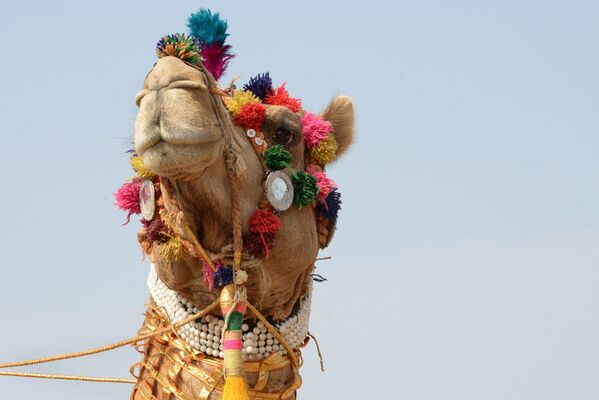 Верблюд индийских пограничных войск перед стартом All Women Camel Safari