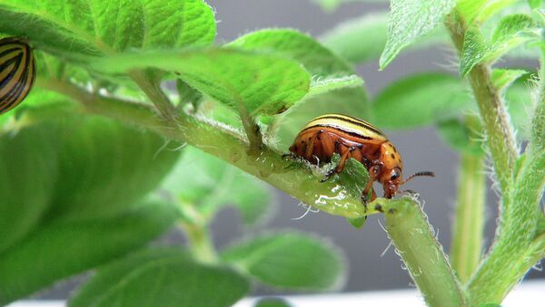 Колорадские жуки еще не знают, что их уже убило встроенное в листья картошки «биооружие» (devil)