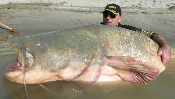 Рыба мечты: итальянец показал выловленного гигантского сома весом 127 кг
