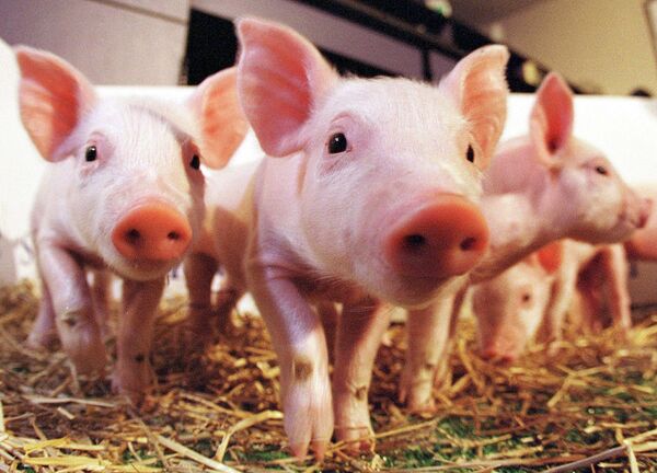 Первые в мире клонированные в Великобритании свиньи