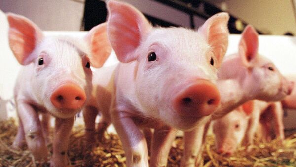 Первые в мире клонированные в Великобритании свиньи