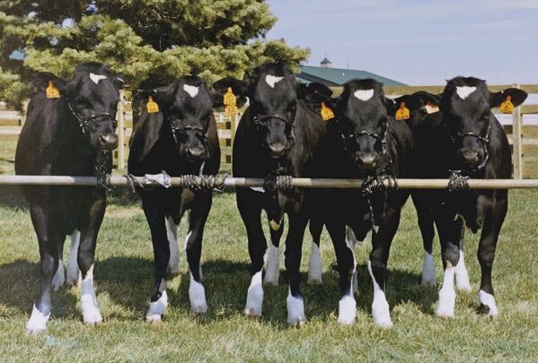 Клонированные коровы. США