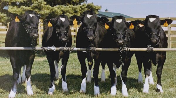 Клонированные коровы. Архивное фото
