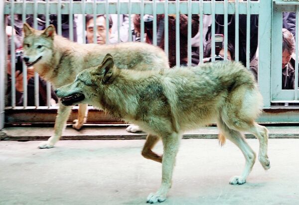 Клонированные волки. Южная Корея