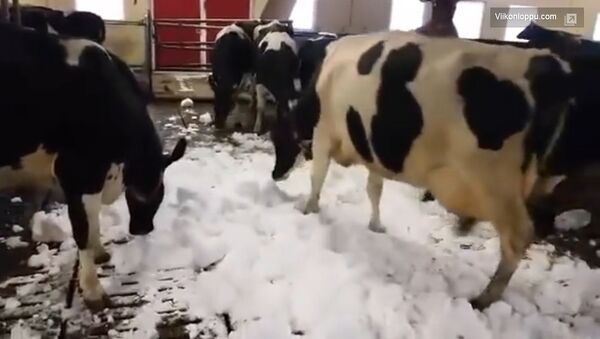 В Финляндии даже коровы любят снег