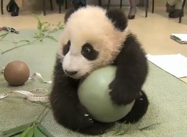 Маленькая панда - жадина