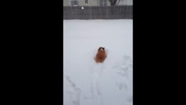 Корги в снегу. Кадр из видео.