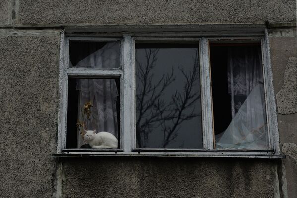 Кошка в окне с выбитыми стеклами одного из пострадавших, в результате обстрелов во время боевых действий, жилых домов в Дебальцево