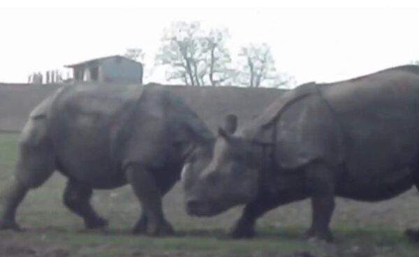 Бой носорогов