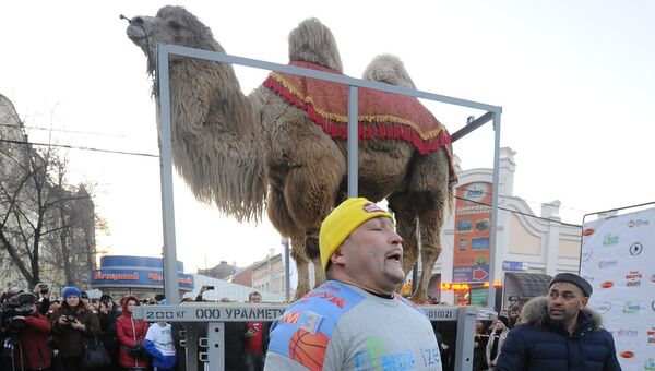 Эльбрус Нигматуллин готовится поднять на плечах 700-килограммового верблюда