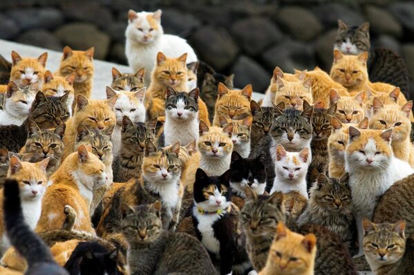 Кошки на острове Аошима, Япония