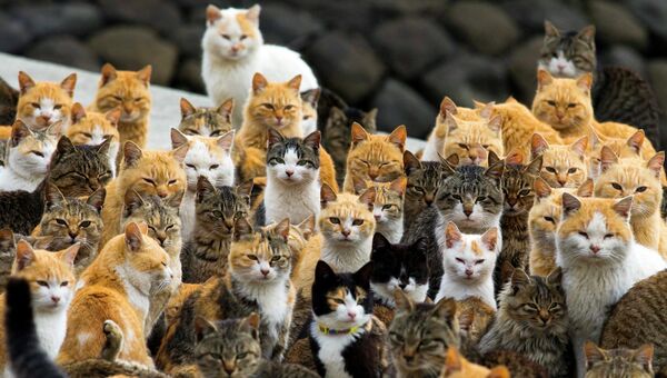 Кошки на острове Аошима, Япония