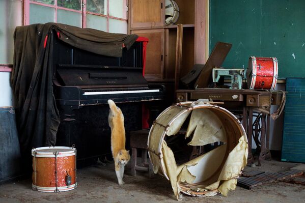 Кошка спрыгивает с фортепиано в заброшенной школе на острове Аошима, Япония