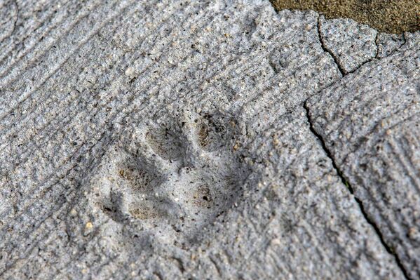 Отпечаток кошачьей лапы в бетоне на острове Аошима, Япония