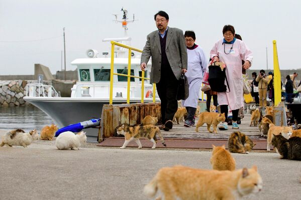 Кошки на пристани на острове Аошима, Япония