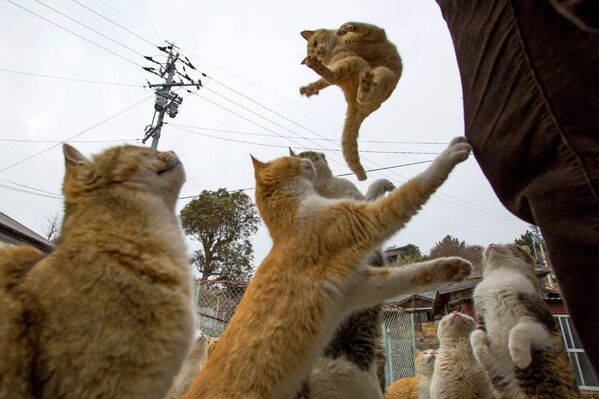 Кошки прыгают за едой, которую им дают туристы на острове Аошима, Япония