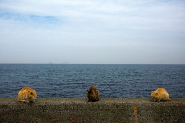 Кошки сидят на берегу острова Аошима, Япония