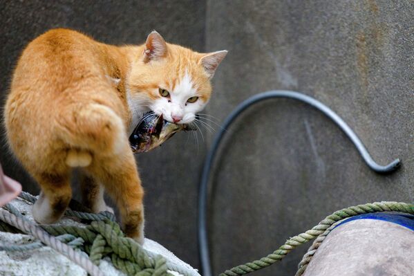 Кошка с пойманной рыбой на острове Аошима, Япония