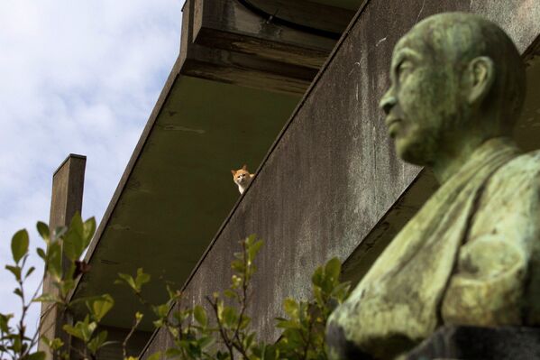 Кошка сидит на стене заброшенной школы на острове Аошима, Япония
