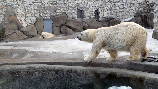 Белые медведи в вольере Московского зоопарка