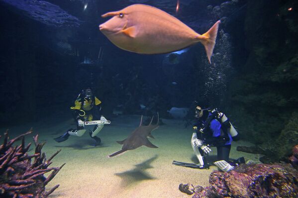 Дайверы играют в крикет в аквариуме с экзотическими рыбами. Сидней, Австралия