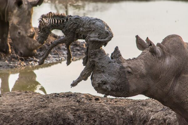 Носорог спасает жеребенка зебры из грязи. Южная Африка