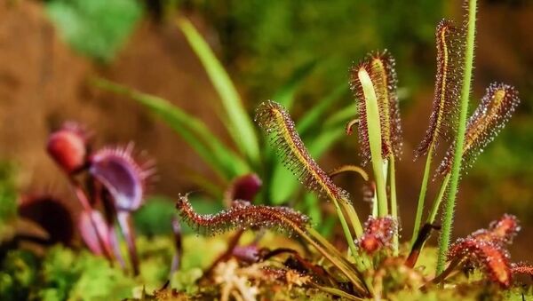 Загадочная жизнь хищных растений