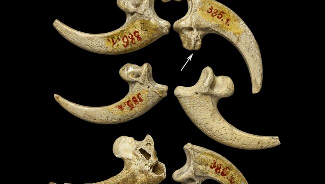 Фотография когтей и кости орланов, послуживших основой для ожерелья или браслета неандертальцев