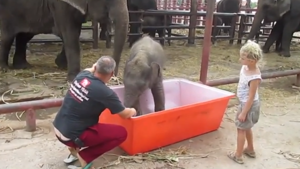 Слоненок учится нырять