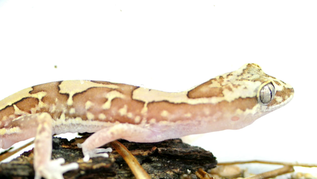 Австралийские гекконы обладают уникальной кожей, на которой вода не может образовать пленку