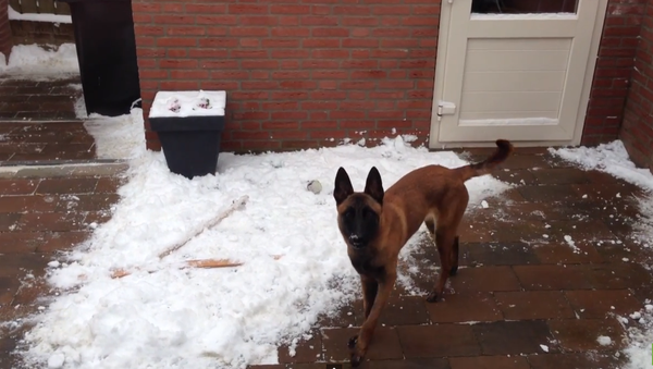 Безудержное собачье веселье от первого снега