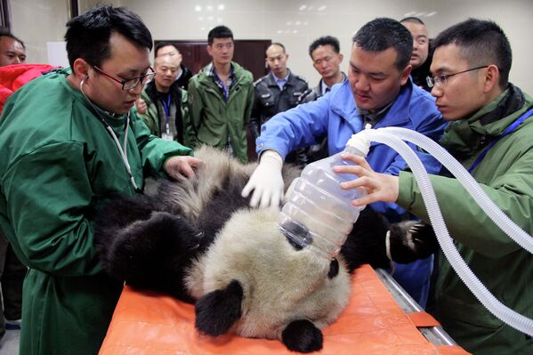 Панда на лечении в ветеринарной больнице
