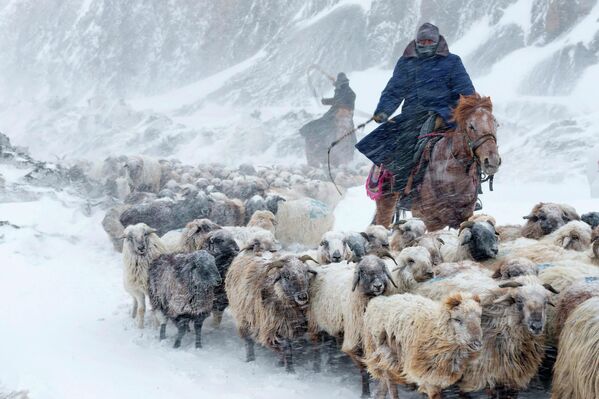 Пастухи ведут стадо овец