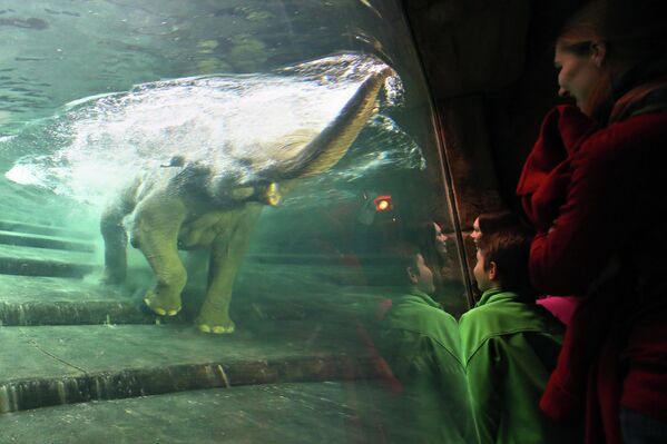 Посетители смотрят на купании слонихи Хоа в зоопарке в Лейпцига