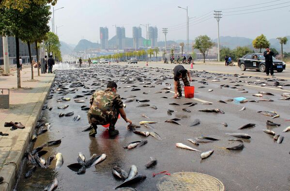 Люди собирают рыбу, выпавшую из грузовика в Китае