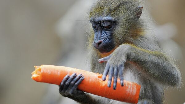 Молодой мандрил ест морковь