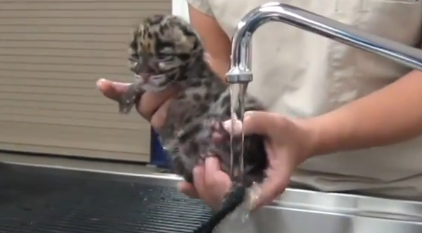 Маленький леопард принимает душ