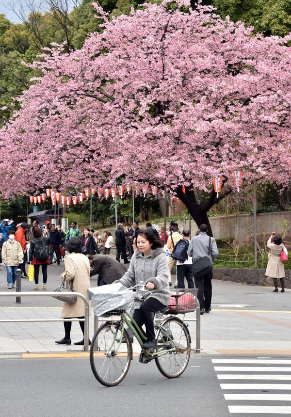 Цветущая вишня в парке Токио, Япония